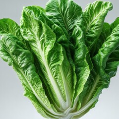 Wall Mural - fresh green cabbage