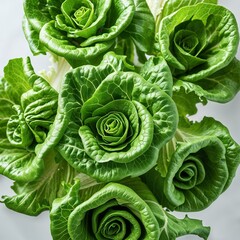 Wall Mural - green cabbage in the garden