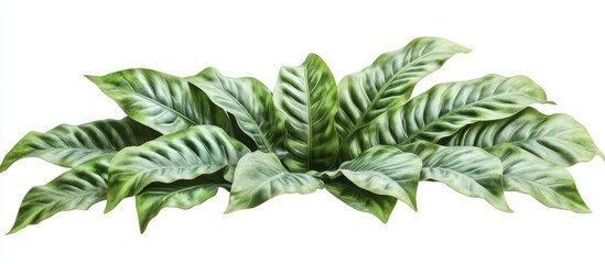 Canvas Print - Vibrant green fern with elongated leaves arranged in a horizontal cluster against a clean white background accentuating the foliage's lush appearance