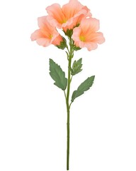 Wall Mural - Peach artificial flowers stem, home decor, white background, floral arrangement