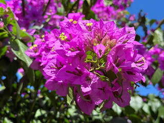 Wall Mural - Bougainvillea beautiful pink blossom