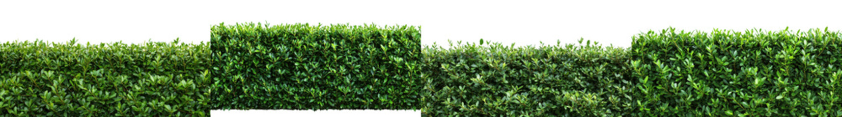 Naklejka na meble Perfectly Manicured Green Hedgerow Lining Peaceful Residential Landscape