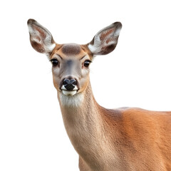 Wall Mural - a high-resolution close-up portrait of a female deer (doe), showcasing its soft fur and expressive e