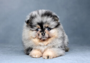 Wall Mural - Cute little fluffy puppy. Pomeranian puppy