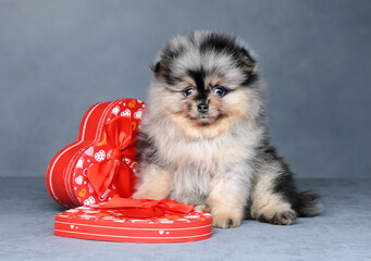 Wall Mural - Cute fluffy puppy with a heart-shaped box