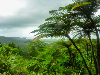 Wall Mural - Lush tropical rainforest canopy with towering tree ferns and palm trees under moody sky in Cape Tribulation, Queensland, Australia. Dense Daintree vegetation stretches to distant misty mountains