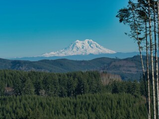 Wall Mural - Mount Rainier with Lush Green Forests