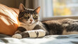 © InspirationDesign - Domestic cat with bandaged leg resting on cozy bed in sunlight. Perfect for pet recovery and veterinary care themes.