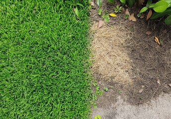 a patch of grass is shown next to a patch of dead grass