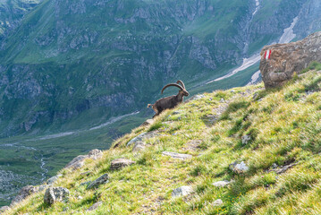 Wall Mural - Alpine ibex bellow hiking trail with trail mark on stone in Graian Alps in Italy