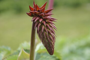 Wall Mural - Close-up of a unique red and green flower bud.