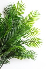 Sticker - A close-up shot of a green plant on a white surface