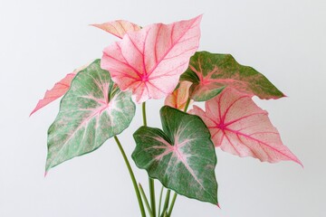 Poster - A close-up shot of a plant with vibrant pink and green leaves