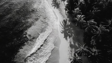 Wall Mural - Beach with Palm Trees