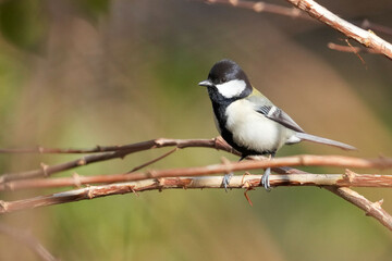 Wall Mural - japanese tit in a forest