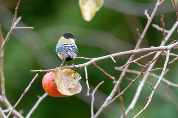 Wall Mural - japanese tit in a forest