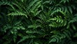 © Morits Art - Lush Green Ferns Detailed Texture Dark Moody Nature Background