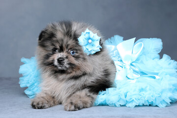 Wall Mural - Little fluffy pomeranian puppy in a blue skirt