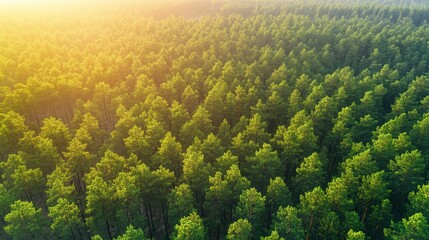 Wall Mural - Lush green forest landscape at sunrise with vibrant trees and soft light illuminating the scene