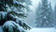 © Viktoriya - Snow-covered pine branches in winter forest setting with tranquil atmosphere