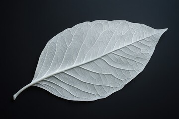 Wall Mural - Close-up of leaf on dark background