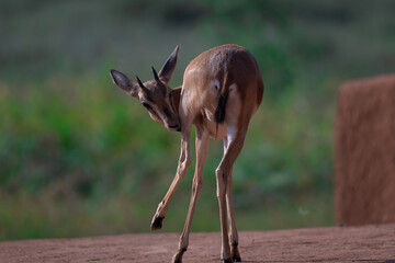 deer in the wild