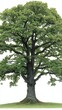 © AgungRikhi - Large Green Oak Tree Isolated on White Background