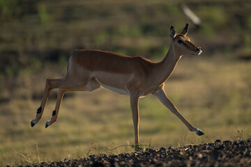 Poster - Backlit female impala gallops past on savanna