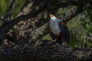 Poster - African fish eagle in tree with fish