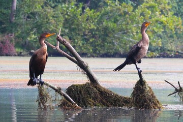 Sticker - Cormorants in a tranquil wetland setting.