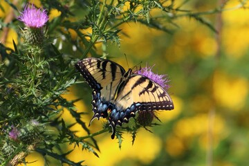 Wall Mural - Butterfly on Thistle Flower