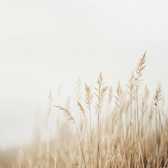 Naklejka na meble Beige grass stalks in foggy field.