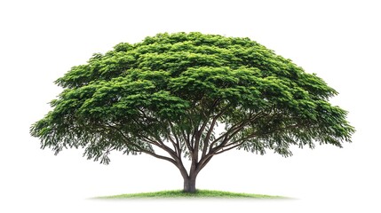 Lush, green tree isolated on white background.