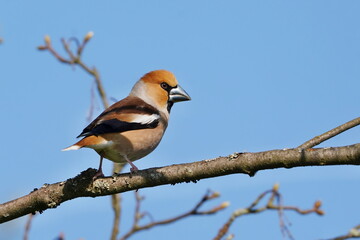 Wall Mural - A male hawfinch sits on the branch. Coccothraustes coccothraustes.  Wildlife scene from nature. Spring in the nature.