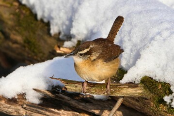 Poster - Carolina wren on snowy branch