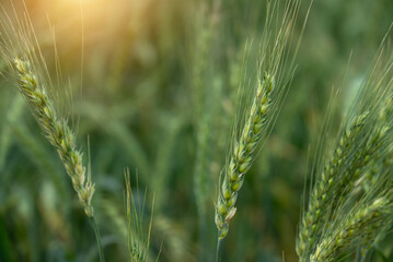 Wall Mural - Beautiful green wheat ear growing in agricultural field, rural landscape. Green wheat in the field. organic food. Close-up