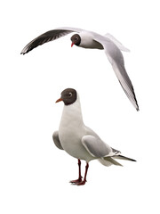 Wall Mural - Black-headed Gull isolated on white background