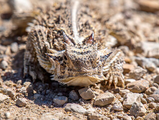 Wall Mural - Texas Horned Lizard