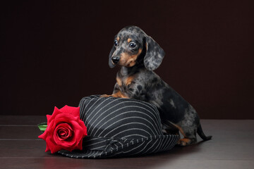 Wall Mural - Cute little dachshund puppy with hat and red rose