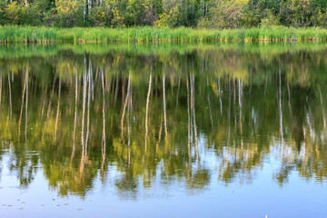 Wall Mural - A lake with trees in the background and a reflection of the trees in the water