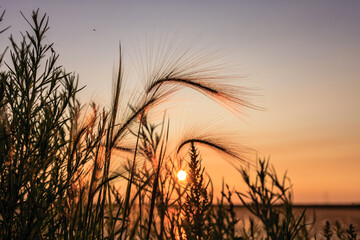 Wall Mural - a field of tall grass with a sun setting in the background