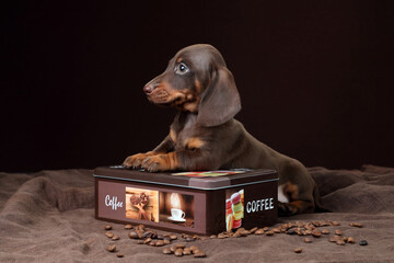 Wall Mural - Cute little dachshund puppy with coffee boxes