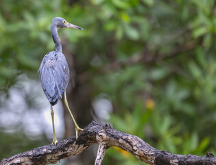 Wall Mural - Little blue heron perched on a tree branch in the forest.