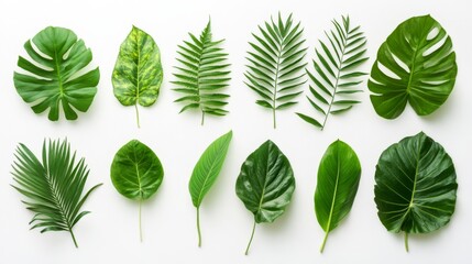 Vibrant Tropical Leaves Arrangement - Nature's Artistic Composition