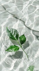 Wall Mural - Transparent and clean white water and one green leaf background sunlight reflection, top view beauty backdrop, mock up,