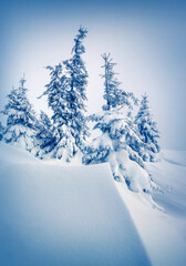 Wall Mural - Fantastic winter view in Carpathian mountains with snow covered fir trees