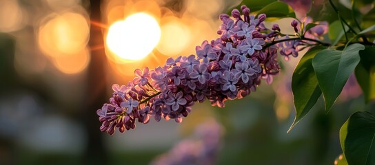 Lilac spring flowers bunch in a violet art design background. Blooming violet lilac flowers in a garden