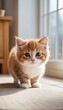 © Александр Бердюгин - An adorable Munchkin cat with fluffy orange and white fur stands curiously in a cozy home setting. Its short legs and wide eyes make it irresistibly charming.