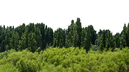 Wall Mural - Patagonia forest landscape isolated photo