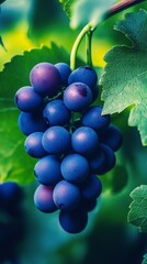 Wall Mural - Grapes hanging from vine against a blurred green background in a vineyard setting